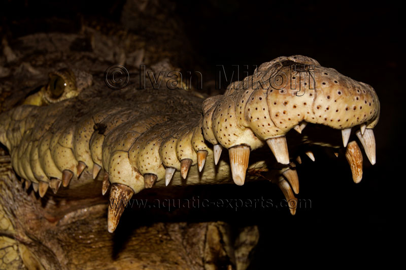 Crocodilia